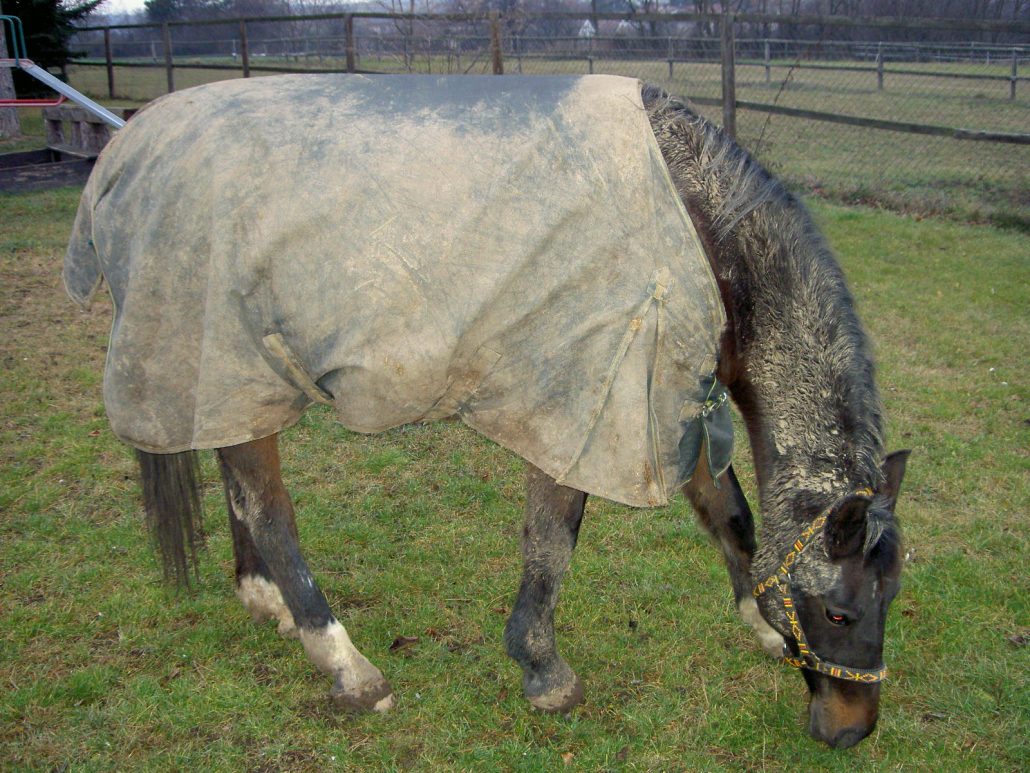 Regendecken waschen - Welche Regendecke für mein Pferd?